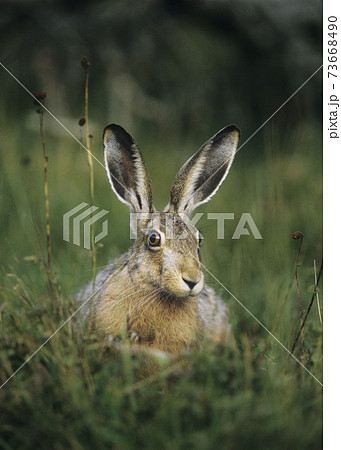 Hare Sitting on Grass 73668490