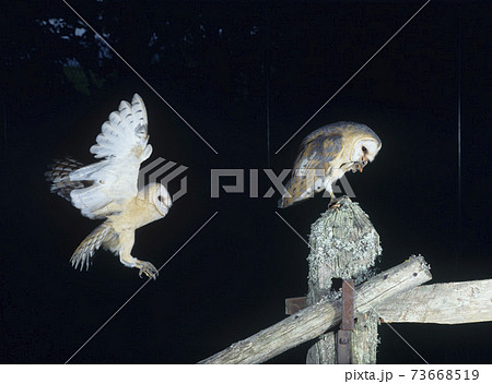 13130068 13130068 73668519