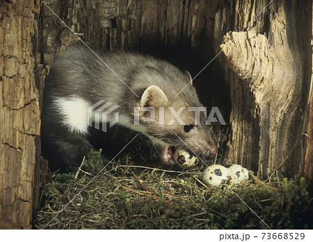 13130056 13130056 73668529