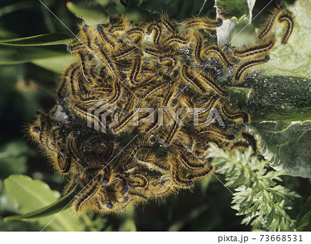 13130055 13130055 73668531