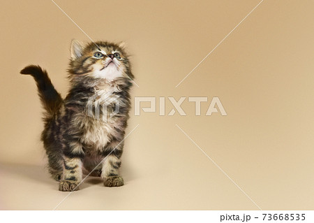 Kitten Looking Up Kitten Looking Up 73668535