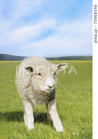 Sheep In Green Field 73668546