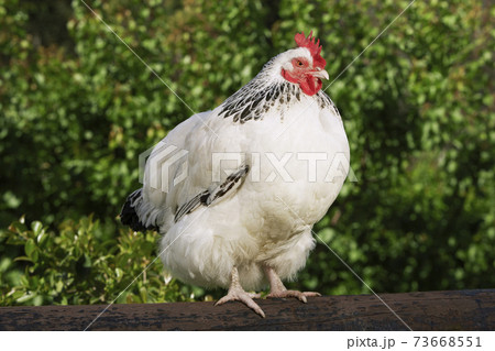 Chicken On Fence 73668551