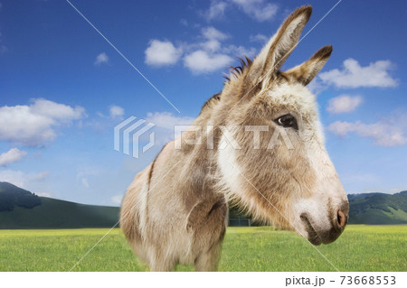 Donkey Standing In Field 73668553