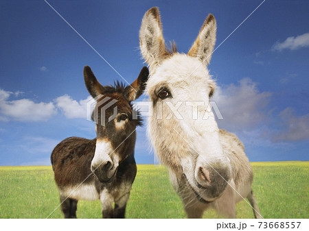 White And Brown Donkeys In Field 73668557