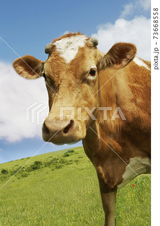 Closeup Side View Of Brown Cow Against Sky Closeup Side View Of Brown Cow Against Sky 73668558