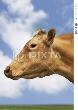 Closeup Side View Of Brown Cow Against Sky 73668559