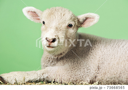 Lamb Against Green Background 73668565