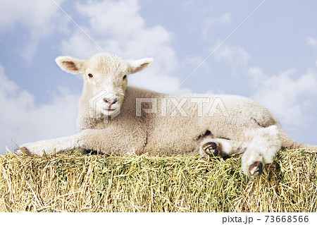 Lamb Lying On Hay Against Sky 73668566