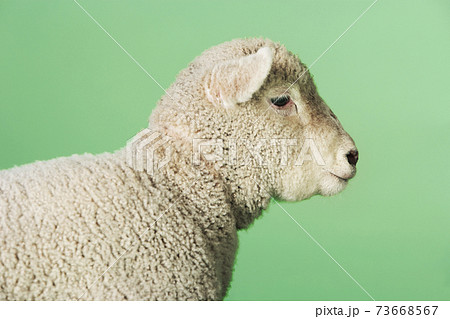 Lamb Against Green Background 73668567