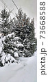 Photo with fluffy pine covered with snow in a snowy field 73668588
