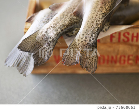 Low Section Of Fish 73668663