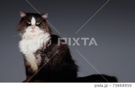 Portrait Of Cat Sitting Portrait Of Cat Sitting 73668950