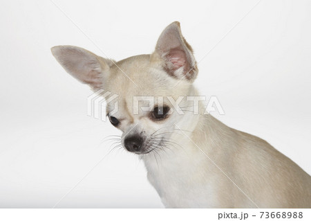 Cute Dog Cute Dog 73668988