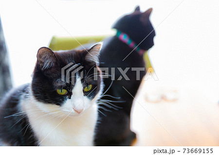はちわれ猫と黒猫 はちわれ猫と黒猫 73669155
