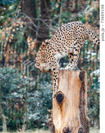 大きな切株の上から降りようとするチーターの写真素材 [73669198] - PIXTA