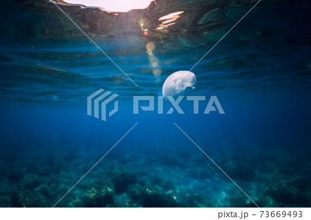 Transparent blue ocean and Jellyfish glides underwater 73669493