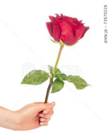 red rose with green leaves isolated on white background red rose with green leaves isolated on white background 73670226
