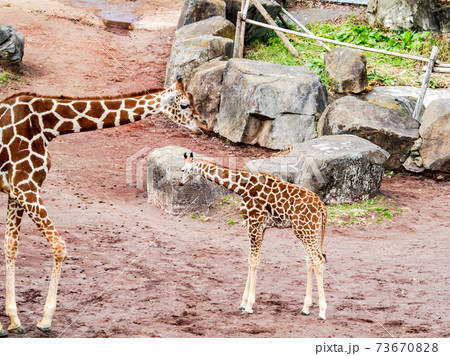 かわいい子キリンの写真素材