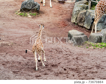 かわいい子キリン 疾走の写真素材