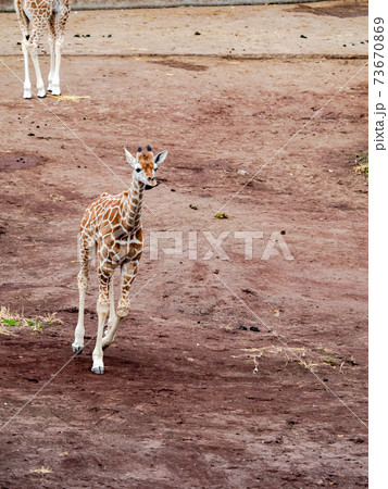 かわいい子キリン 疾走の写真素材