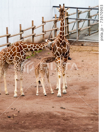 かわいい子キリン 73670903