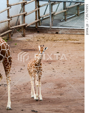 かわいい子キリン 73670905