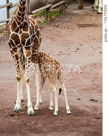 かわいい子キリン 73670906