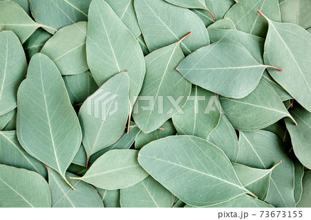 Background, Texture made of green eucalyptus leaves. Flat lay, top Background, Texture made of green eucalyptus leaves. Flat lay, top 73673155