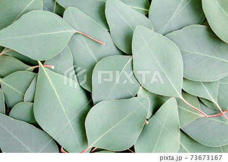 Background, Texture made of green eucalyptus leaves. Flat lay, top Background, Texture made of green eucalyptus leaves. Flat lay, top 73673167