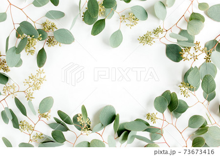 Frame made of green leaves, branches eucalyptus populus with fruits in the form of berries on white background. Flat lay, top view. Frame made of green leaves, branches eucalyptus populus with fruits in the form of berries on white background. Flat lay, top view. 73673416