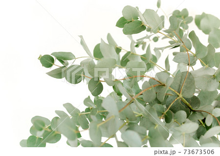 A bunch of twigs green eucalyptus in a glass jar on the table. A bunch of twigs green eucalyptus in a glass jar on the table. 73673506