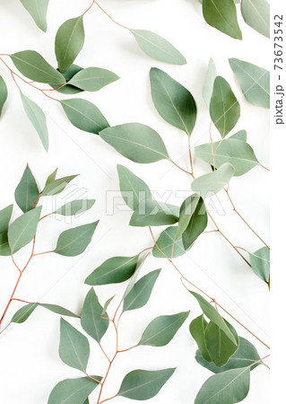 Background Texture made of green eucalyptus leaves, branch. Flat lay, top view Background Texture made of green eucalyptus leaves, branch. Flat lay, top view 73673542