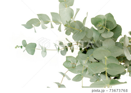 A bunch of twigs green eucalyptus in a glass jar on the table. 73673768