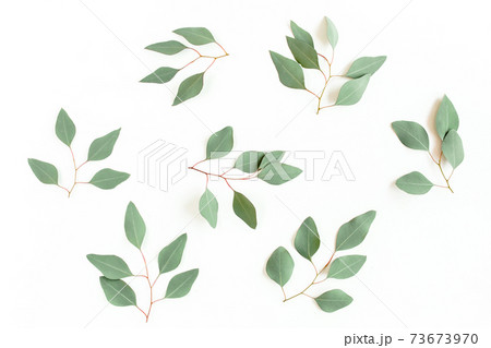 Green branch, leaves eucalyptus populus isolated on white background. Flat lay, top view 73673970