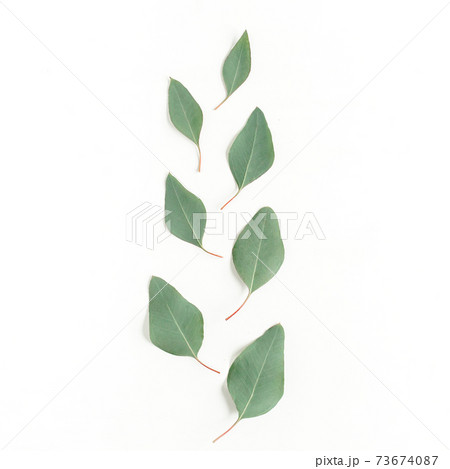 Abstract pattern, texture with green leaves eucalyptus populus isolated on white background. Flat lay, top view Abstract pattern, texture with green leaves eucalyptus populus isolated on white background. Flat lay, top view 73674087
