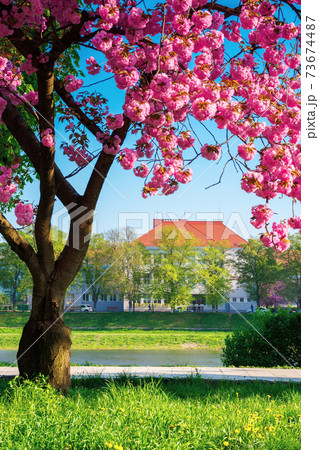cherry blossom by the river. beautiful sunny morning on the kyiv embankment in uzhgorod. pink sakura flowers in morning light. popular travel destination of ukraine cherry blossom by the river. beautiful sunny morning on the kyiv embankment in uzhgorod. pink sakura flowers in morning light. popular travel destination of ukraine 73674487
