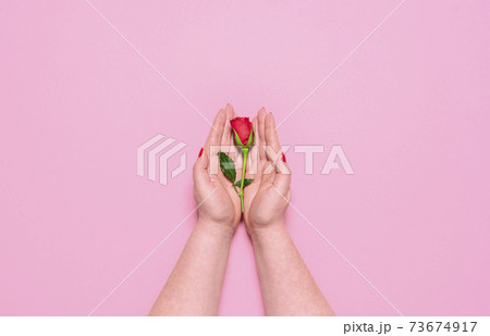 Woman hands holding a red rose on pink background. Woman Day flat lay concept 73674917