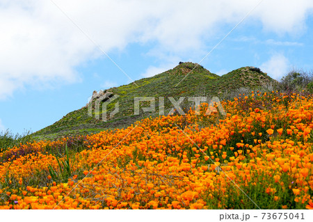 California Golden Poppy and Goldfields blooming in Walker Canyon, Lake Elsinore, CA. USA. California Golden Poppy and Goldfields blooming in Walker Canyon, Lake Elsinore, CA. USA. 73675041