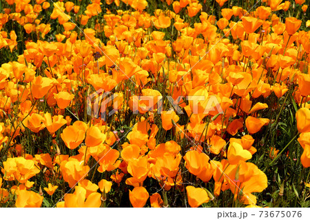 California Golden Poppy and Goldfields blooming in Walker Canyon, Lake Elsinore, CA. USA. California Golden Poppy and Goldfields blooming in Walker Canyon, Lake Elsinore, CA. USA. 73675076