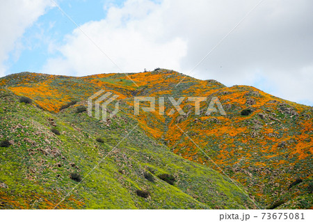California Golden Poppy and Goldfields blooming in Walker Canyon, Lake Elsinore, CA. USA. California Golden Poppy and Goldfields blooming in Walker Canyon, Lake Elsinore, CA. USA. 73675081