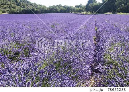 Sunlit panorama of French Provence blooming lavender field picturesque scenery with no people on a sunny summer day in the Alps mountains, summer vacation floral background Sunlit panorama of French Provence blooming lavender field picturesque scenery with no people on a sunny summer day in the Alps mountains, summer vacation floral background 73675288
