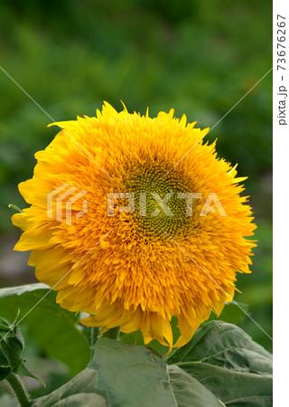 真夏の定番ひまわり 真夏の定番ひまわり 73676267