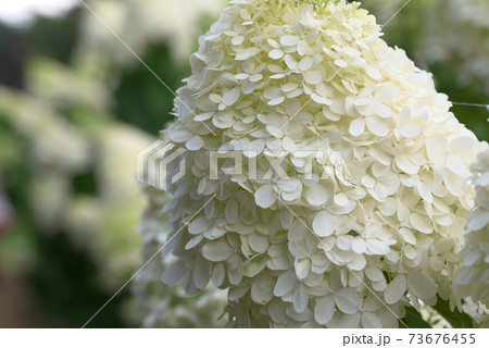 白いピラミッドアジサイの写真素材
