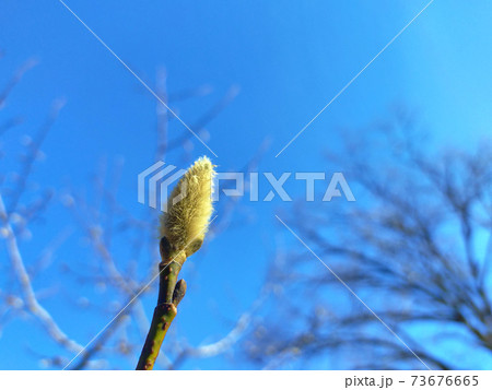 コブシの冬芽 73676665