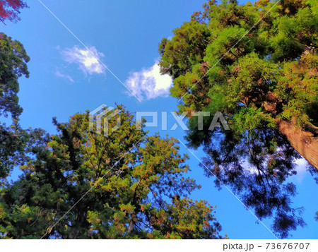 杉の木と青空 杉の木と青空 73676707