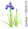 アイリス花のイラスト 73676772