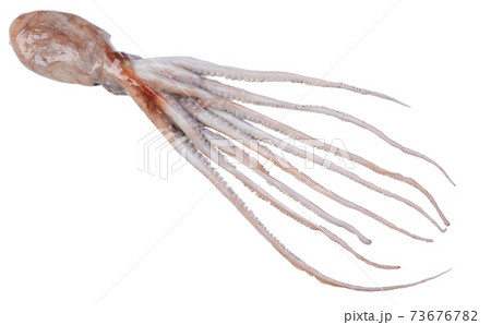 Fresh fish, octopus 73676782