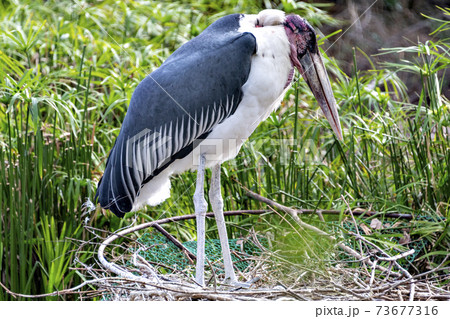 アフリカハゲコウ 73677316