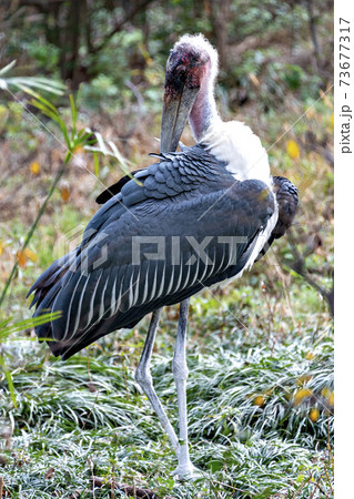アフリカハゲコウ 73677317